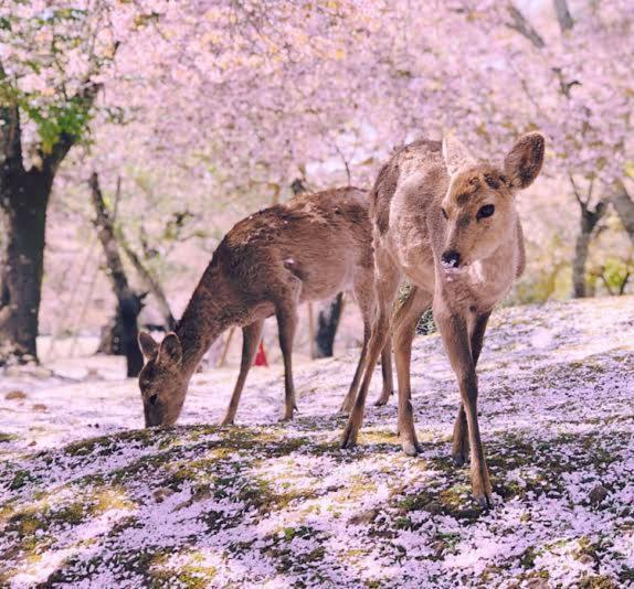 Deer Hostel- - 外国人向け - 日本人予約不可 Nara Exterior photo